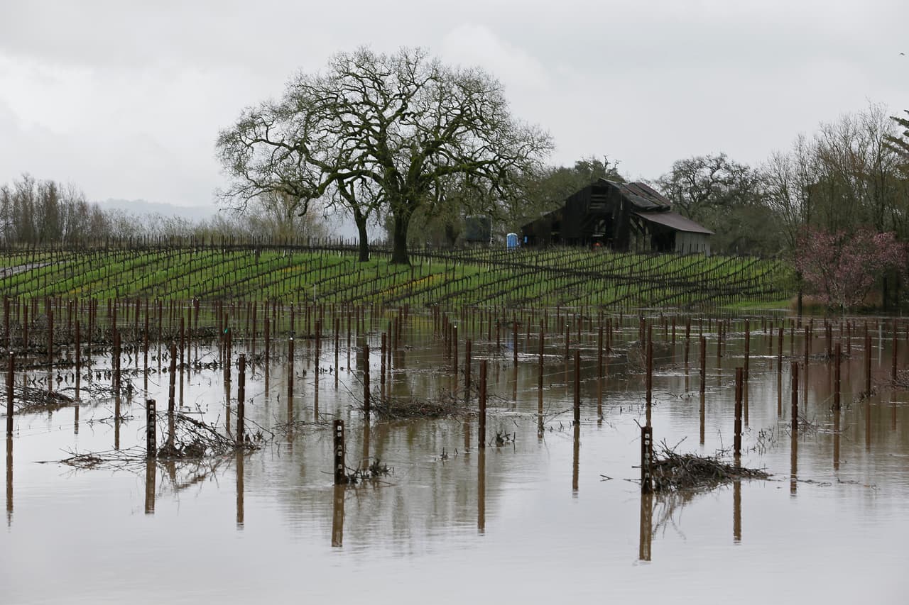 El norte de California es internacionalmente conocido por sus amplias zonas vinícolas. En la ciudad de Forestville, gran parte de los viñedos ya se encuentra bajo el agua y la industria del turismo se podría ver gravemente afectada por las pérdidas económicas.