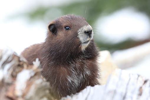 <b>Marmota de la Isla de Vancouver.- </b>Este simpático roedor es endémico de Canadá y es fácil de diferenciar de las otras marmotas por su largo y espeso pelaje de color marrón oscuro, salpicado de manchas blancas. Vive en pequeñas colonias en las laderas de las montañas de la isla, teniendo sus madrigueras casi siempre orientadas hacia el sur, donde pasa cerca de 8 meses al año hibernando en su interior. Esta especie se encuentra en peligro de extinción debido a la actividad humana en su hábitat que le ha recortado sus recursos para la supervivencia. 
<br>