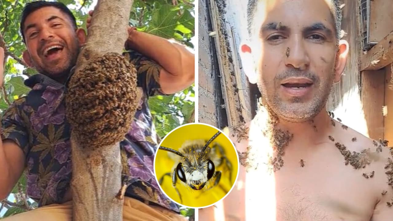 Hombre impacta en redes por trabajar con abejas sin ningún tipo de protección