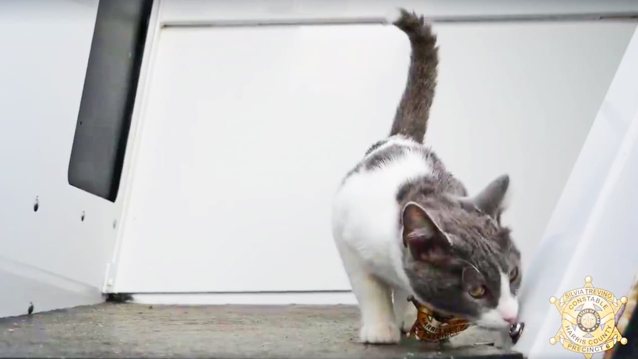 Este lunes se presentó al público a Minnie, la nueva agente del precinto 6 del condado Harris que tendrá la tarea de rastrear drogas. Sigue leyendo para más detalles.