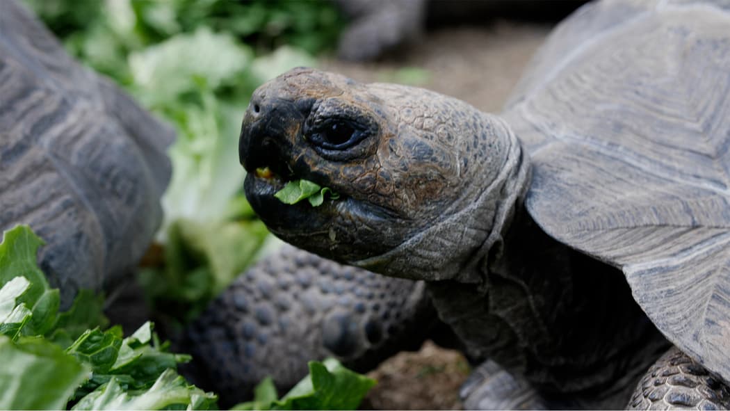 Se trata de la primera exhibición de su tipo que muestra la notable vida silvestre de las legendarias Islas Galápagos que se encuentran en Ecuador.