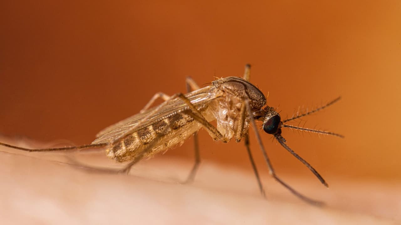 Detectan virus del Nilo Occidental en mosquitos de Sugar Land y autoridades refuerzan control sanitario