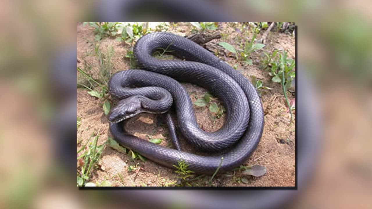 <h3 class="cms-H3-H3"><b>Serpiente</b> <b>ratonera</b>/Rat Snake (Elaphe [Pantherophis] obsoleta)</h3>
<br>
<b>No venenosa - Se puede encontrar con más frecuencia dentro de las casas.</b>
<br>Las serpientes adultas miden entre 3 a 5 pies (91-152 cm), pero las más grandes pueden medir más de 6 pies (183 cm) de largo.
<br>
<br>
<b>Son un depredador común de los huevos de pato. </b>Las jóvenes comen pequeñas ranas, lagartijas y pequeños roedores. 
<br>
<br>Son constrictoras y trepadoras expertas que 
<b>pueden escalar paredes de ladrillo y troncos de árboles. </b>Cuando están asustadas, a menudo adoptan una postura retorcida y permanecen inmóviles. Vibrarán la cola y expulsarán una sustancia grasa (almizcle) maloliente.