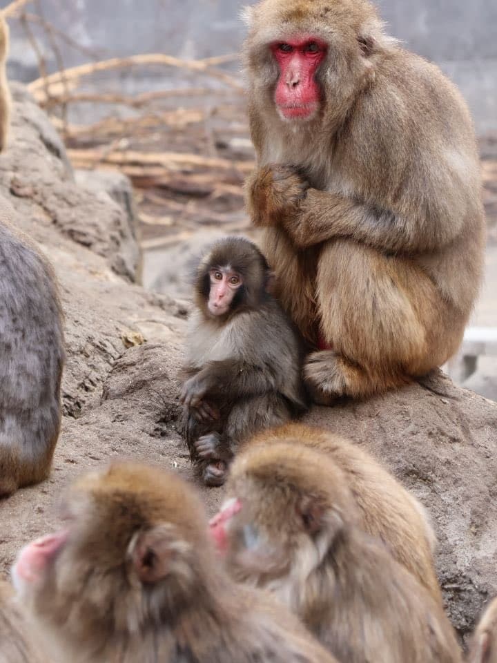 ¿Punch sufre maltrato en el zoológico de Japón? Esto pide PETA por posible "trauma" del mono