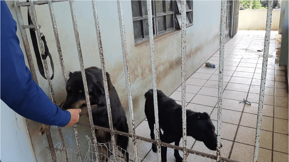 Durante los pasados días en las redes sociales se hicieron virales unas fotos de unos perritos viviendo en condiciones prácticamente de abandono y descuido en una residencia en San Sebastián.