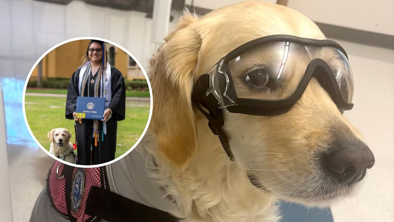 Ella es Canela, la golden retriever que guió a una estudiante de química a graduarse con honores pese a sus retos de salud