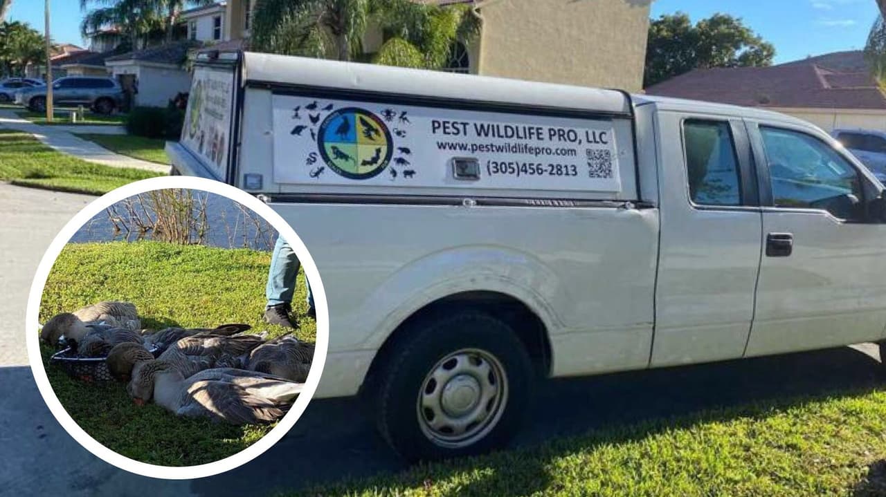 Hay más de 20 gansos muertos en Miramar: “podían actuar agresivamente contra mascotas y niños”