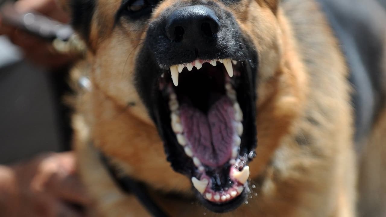 Bebé de 1 mes muere tras ser atacado y mutilado por un perro en una residencia de Indiana