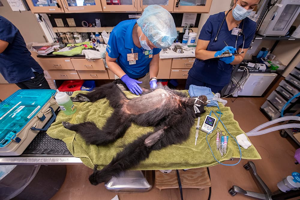 El tracto gastrointestinal de estos simios es muy parecidos anatómicamente a los seres humanos, por ello los veterinarios del zoológico de Miami solicitaron la ayuda de médicos para tratar al animal.
<br>