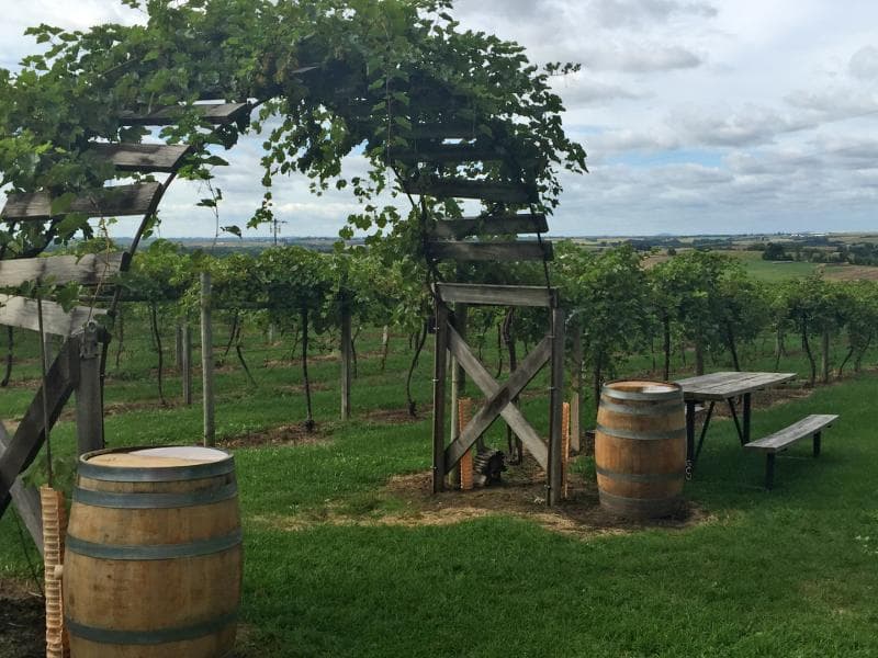 Experimente la esencia de 
<a href="https://www.enjoyillinois.com/explore/listing/galena-cellars-vineyard?gclid=EAIaIQobChMI65W4r6Px7wIVBr_ICh0k6wJAEAAYAiAAEgLi_vD_BwE" target="_blank">Galena Cellars Vineyard & Winery</a> mientras contemplas la espectacular vista este viñedo rural y aprende sobre el proceso para elaborar el vino. 
<br>