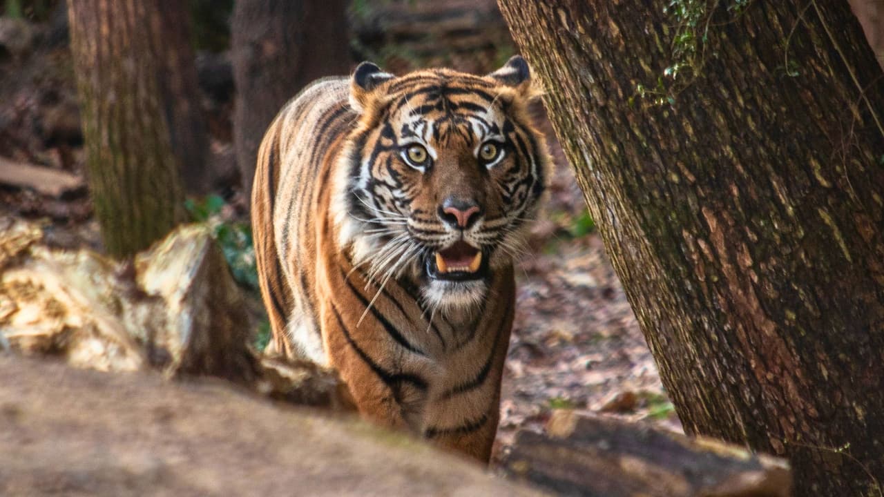 El zoológico ha pensado en todo para hacer de su visita una experiencia cómoda y refrescante. Desde 
<b>la instalación de nuevos ventiladores para combatir el calor del verano</b>, hasta la 
<b>extensión de horarios en los “Dollar Days” hasta las 5 p.m.</b>, tendrán más tiempo para explorar y disfrutar en familia.
