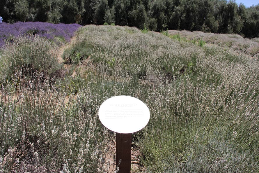Estos arbustos son de lavanda blanca de Provenza, si bien este tipo no es muy común, te confirmamos que si es muy aromático.