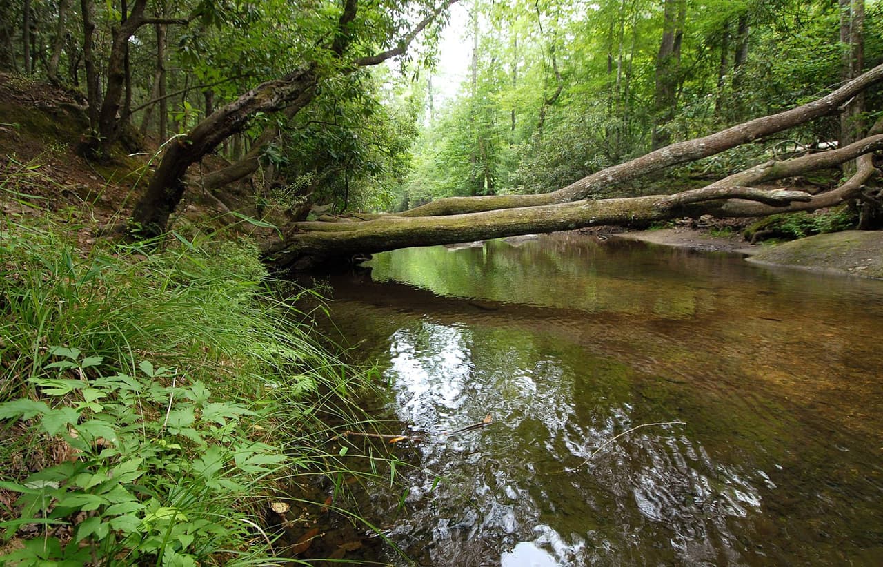 Además, se ofrecen actividades acuáticas a través del río Jacob Fork, que alberga aguas designadas para la pesca de truchas.
