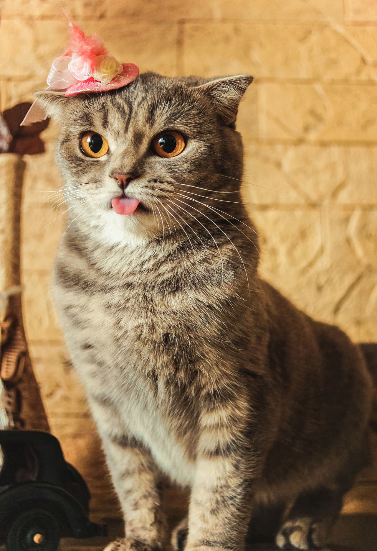 Tiene una longitud tan inusual que atrae a quien la mira.