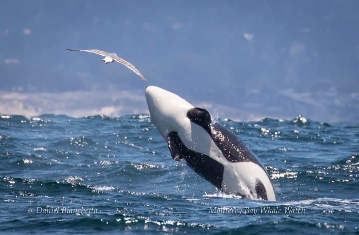 En video: orcas vistas por primera vez en la Bahía de Monterey dan un espectáculo inesperado 