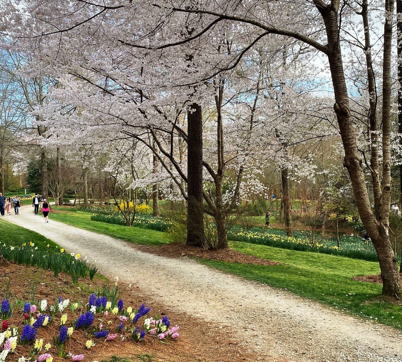 <b>Gibbs Gardens</b>
<br>
<b>Fechas</b>: 15 al 31 de marzo
<br>
<b>Lugar</b>: 1987 Gibbs Drive. Ball Ground, GA
<br>
<b>Sitio web</b>: 
<a href="https://www.gibbsgardens.com/garden-photos/cherry-blossoms/">https://www.gibbsgardens.com/garden-photos/cherry-blossoms/</a> 
<br>
<br>Claro, está fuera de lo común, pero vale la pena visitar Gibbs Gardens, especialmente durante sus eventos de primavera. A mediados de marzo, se espera que sus flores de cerezo estén a todo color.