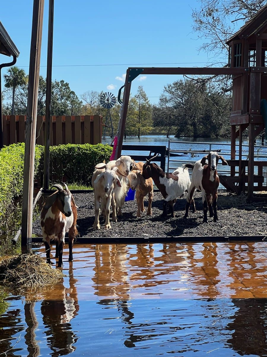 La organización agradece a todos los voluntarios que ayudan a hacer posibles sus despliegues de rescate para salvar la vida de estos animales.