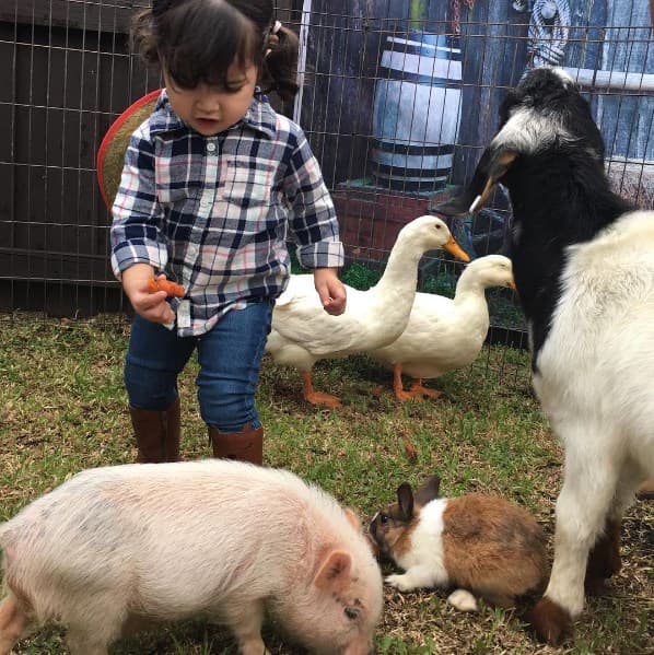Baby Giulietta tiene muchos nuevos amigos y quiere alimentarlos a todos.