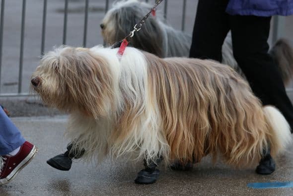 Otros llegaron completamente despeinados, pero listos para lucirse.