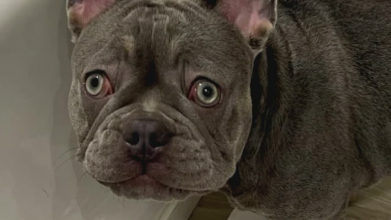 "La quería como si fuera mi hija": mujer de Miami denuncia que le robaron su mascota en la puerta de su casa 