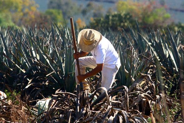 Cuidado con las versiones mixtas con caña de azúcar, pues son los menos recomendables debido a que dan resaca y no degustas el verdadero sabor del tequila.