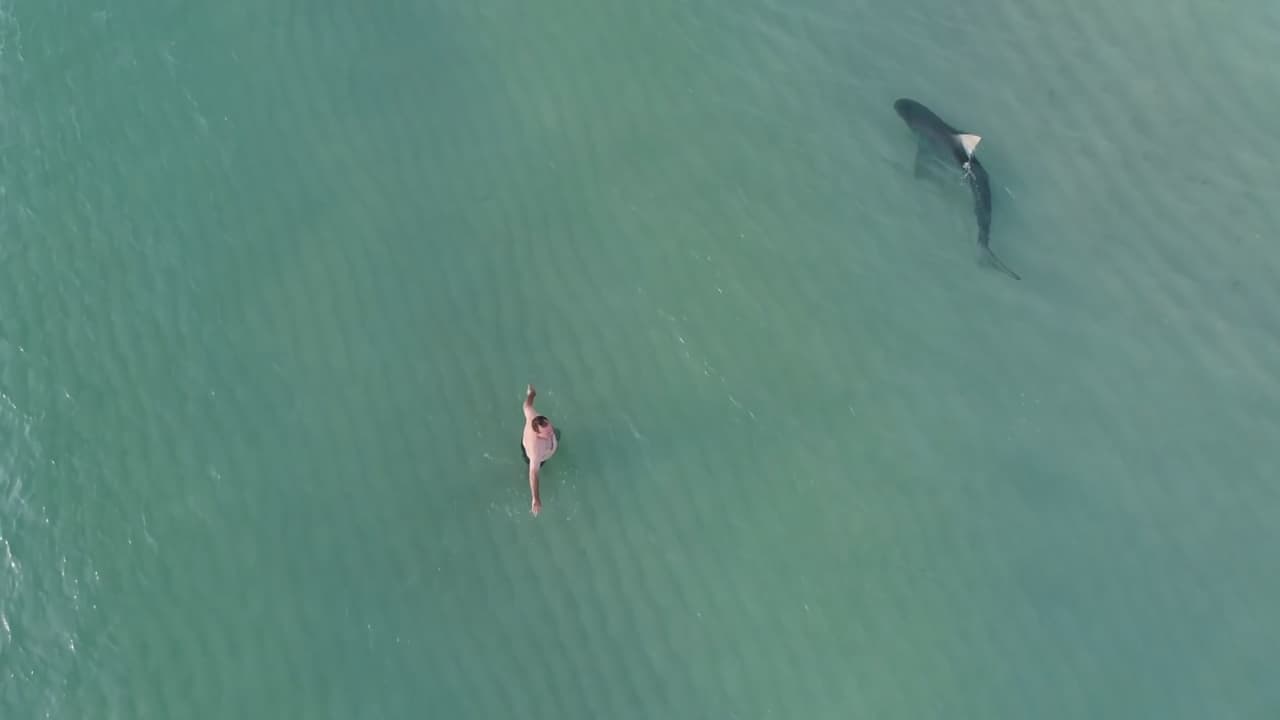 Expertos informan sobre las horas más comunes de los ataques de tiburones