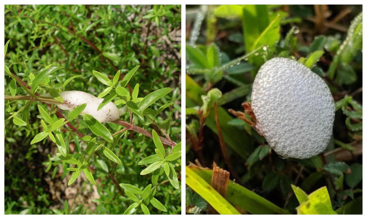 Los Spittlebugs salen a fines de abril o principios de mayo y comienzan a alimentarse en la base de las plantas.