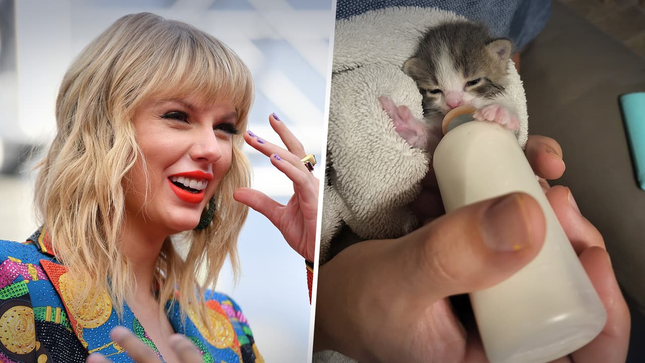 La Sociedad Humanitaria de Houston ofrece adopciones de gatos por 13 dólares en honor a Taylor Swift