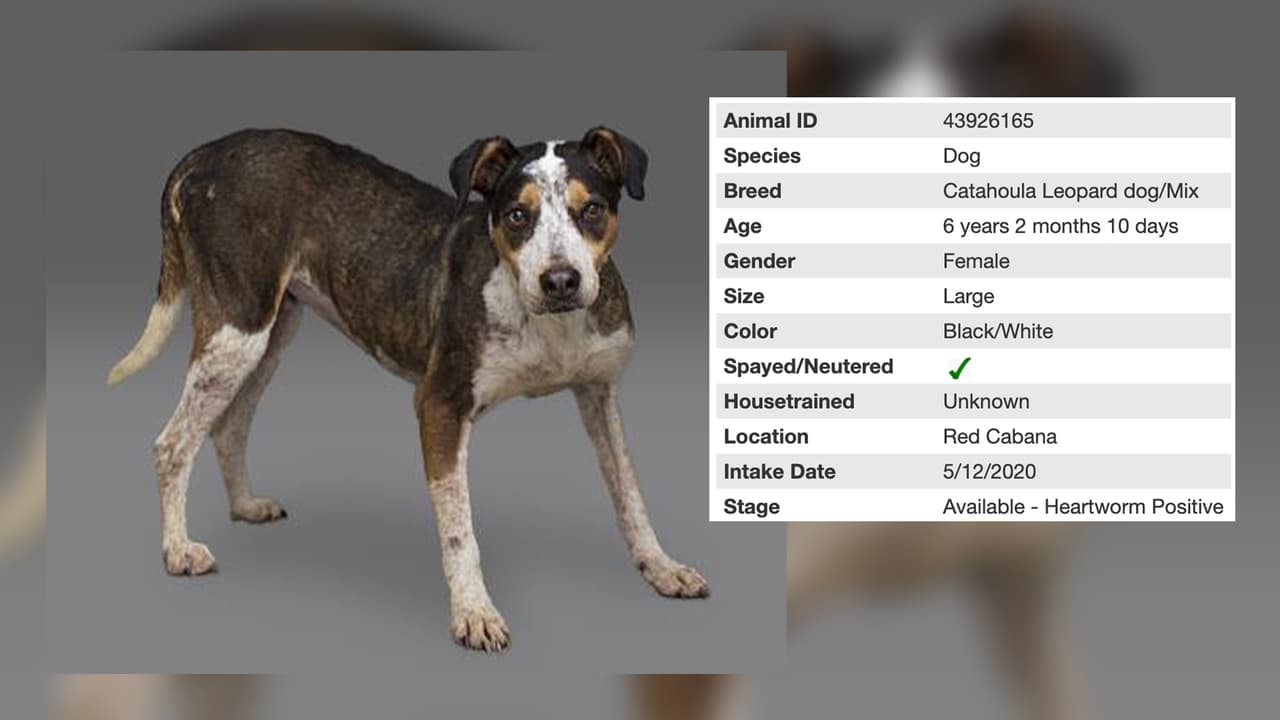 Eliza tiene ya 6 años y está disponible para adopción en Houston Humane Society.