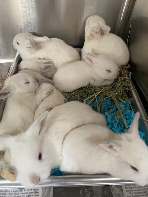 Los conejos fueron mantenidos en un cobertizo con seis y ocho pulgadas de heces cubriendo las jaulas. 
<br>