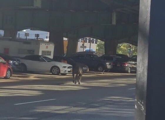 La policía de la ciudad logra capturar una vaca que andaba suelta en Nueva York