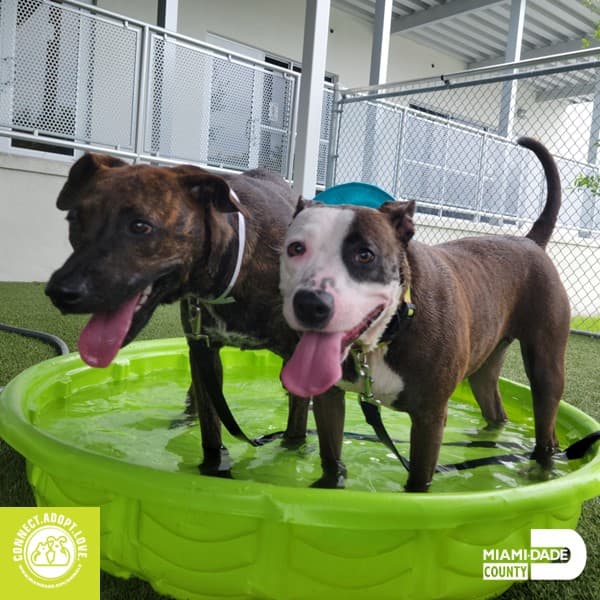 Los 54 perros llevaban mucho tiempo en el refugio de animales de Miami-Dade, esperando encontrar un hogar.