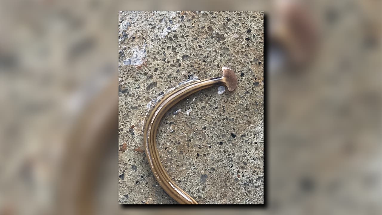 Las bocas de los gusanos martillo se encuentran en la mitad de la superficie inferior de sus cuerpos en lugar de en sus cabezas.