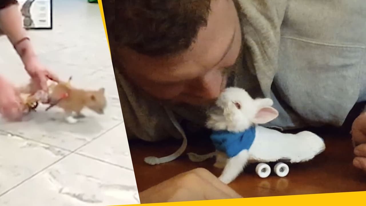 Un conejito en silla de ruedas y otros animales con discapacidad que te robarán el corazón