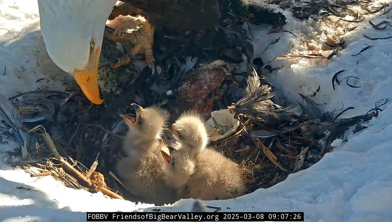 Casi una semana después de que el primer 
<a href="https://www.univision.com/local/los-angeles-kmex/jackie-shadow-dan-bienvenida-aguiluchos-big-bear-primeros-tres-anios">huevo hiciera eclosión</a>, el 
<b>tercer aguilucho de Jackie y Shadow</b> finalmente dejó atrás su cascarón y dio sus primeros pasos en el mundo.
