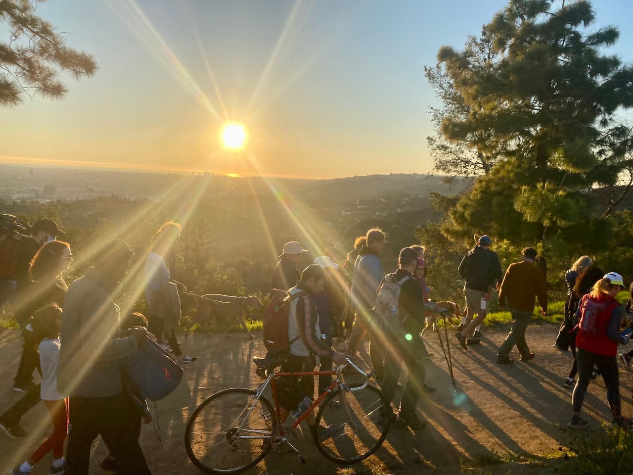 Los organizadores planearon una caminata conmemorativa en Griffith Park, donde P-22 deambuló libremente durante años.
<br>