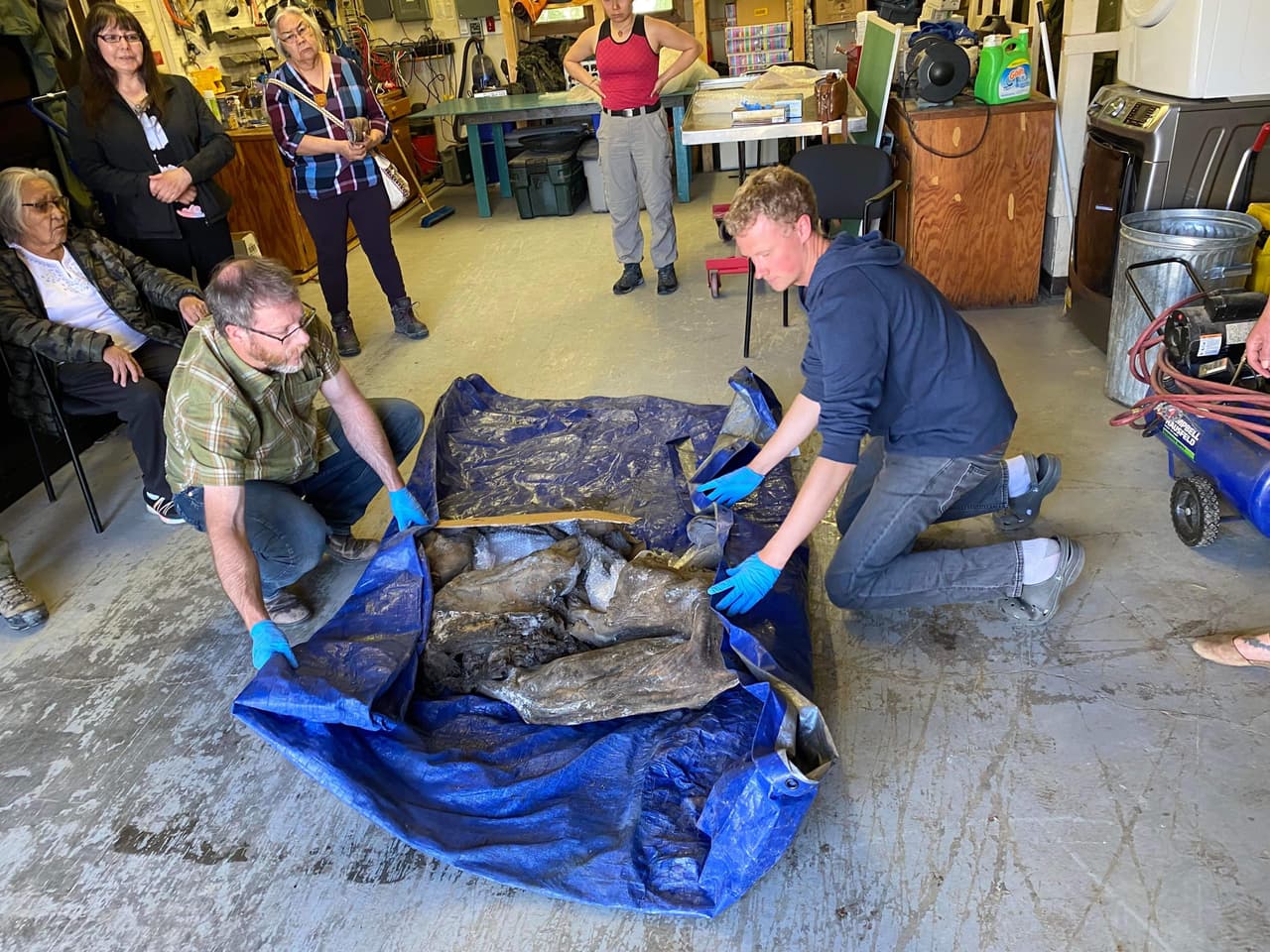 Se estima que la pequeña mamut habría muerto hace más de 30,000 años cuando la región estaba repleta de mamuts lanudos, caballos salvajes, leones de las cavernas y bisontes. Es
<b>el primer mamut momificado casi completo y tan bien conservado que es encontrado en América del Norte</b>.
<br>