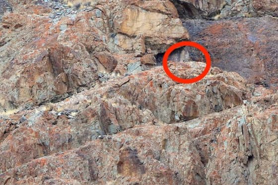 Mira que es difícil encontrarlo, aunque no tanto como el animal en la imagen a continuación.