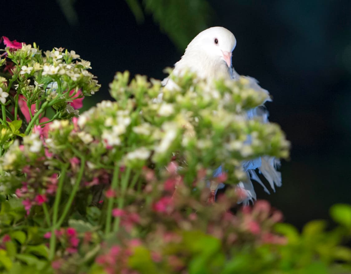 Y sí que nos puso los nervios al límite cuando se acercó al balcón de su departamento.