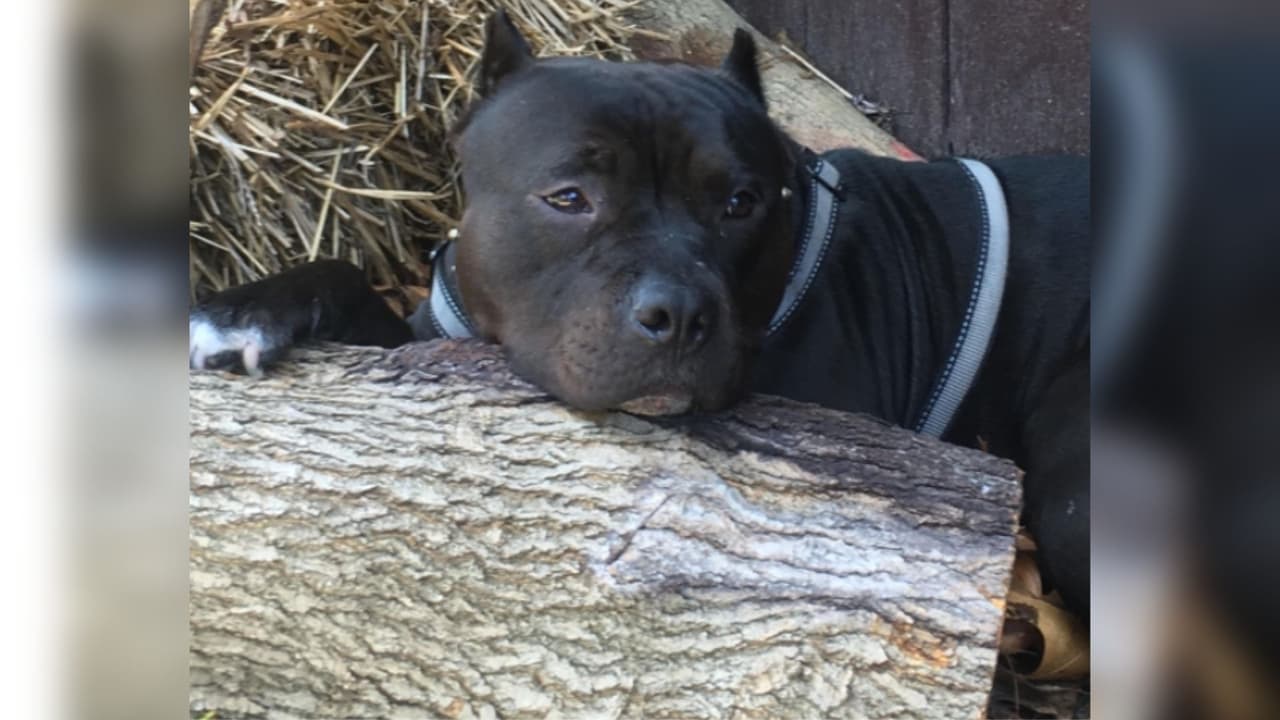 "La consentida de nuestra casa Medusa 5yrs", reconoció su familiar, María Bahena.