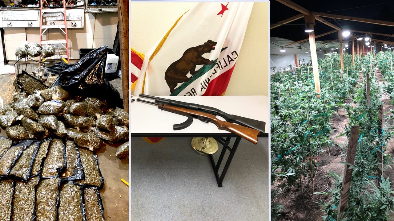 Erradican 71 mil plantas de marihuana ilegal en el condado de Merced