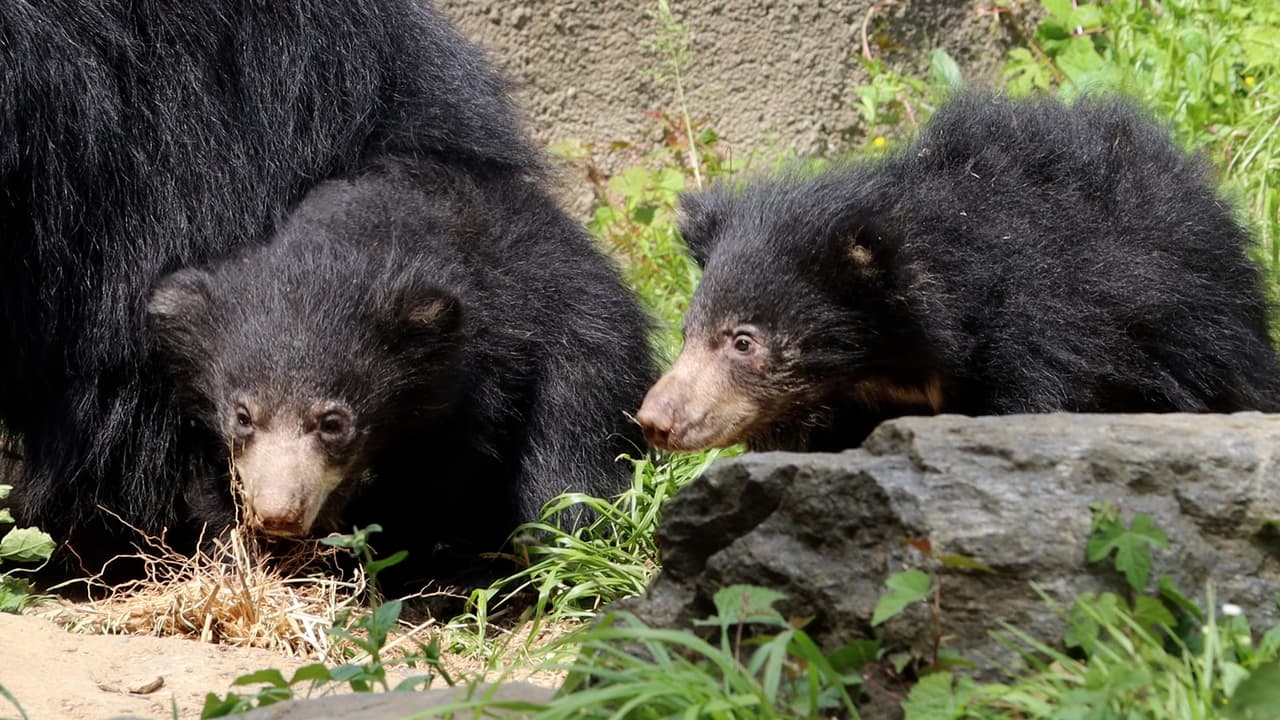 Participa y vota para elegir los nombres de los nuevos cachorros de oso perezoso del Zoológico de Filadelfia