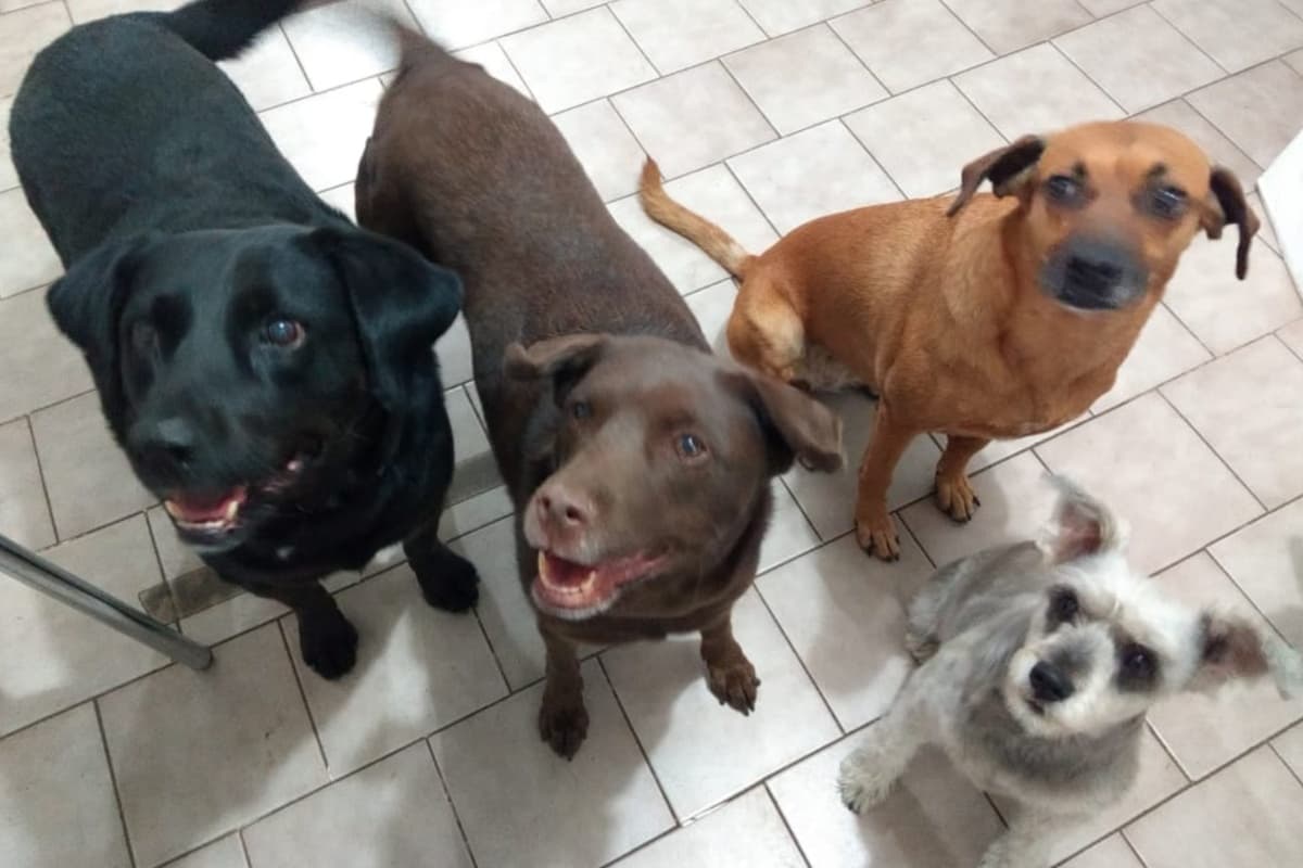 Los perritos que buscaban una familia ya viajaron a Calgary, Canadá, en donde ya tienen un hogar que los recibirá con mucho amor.