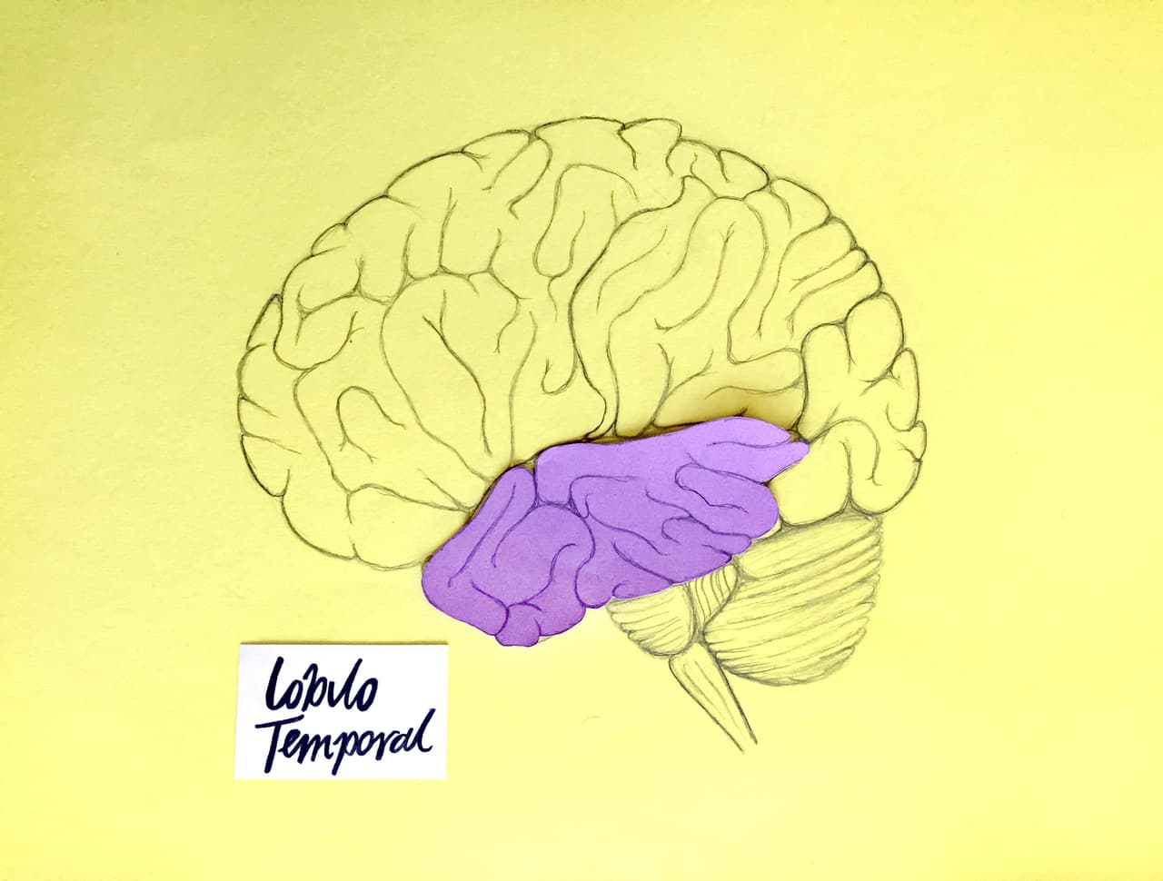 Los 
<b>lóbulos temporales,</b> a cada lado de la cabeza, se encargan de procesar la información sensorial, sobre todo la auditiva, y de convertirla en señales que puedan ser retenidas para formar la memoria visual, comprensión del lenguaje y la asociación emocional. Aquí se encuentra además el 
<b>hipocampo</b>, un organo encargado de los diferentes tipos de memoria, como la memoria episódica (de eventos) y la memoria semántica (de información y datos). 
<br>
<br>En los lóbulos temporales también se encuentra el área de 
<b>Wernicke</b>, que se encarga de la parte receptiva o de comprensión del lenguaje. Para que estas áreas se desarrollen al máximo hablale a tu bebé constantemente, nárrale lo que haces durante el día, y mientras más idiomas uses, como inglés y español, mejor.