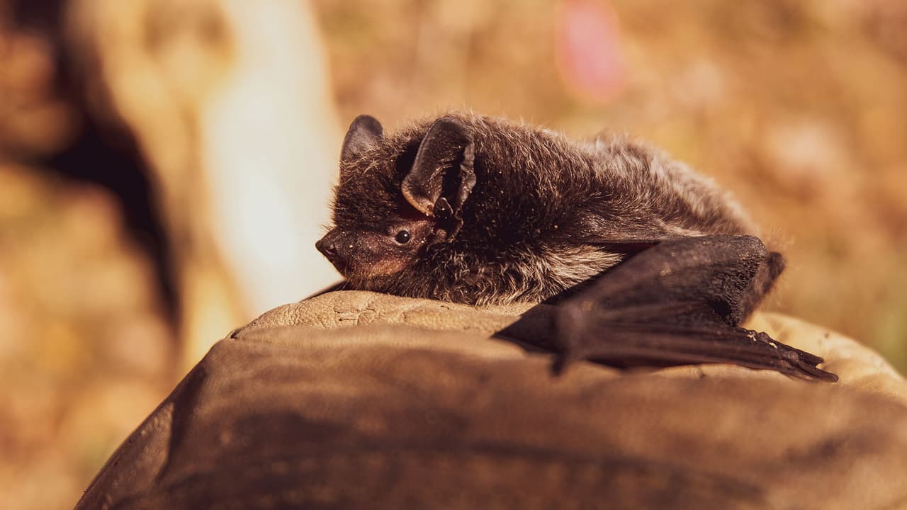 Niño de Texas da positivo a rabia al ser mordido por un murciélago