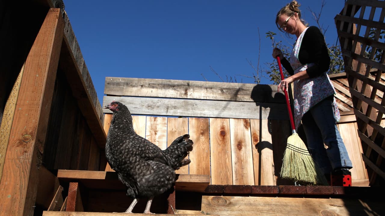 Ordenanza de gallineros residenciales de Bakersfield podría ser eliminada el miércoles