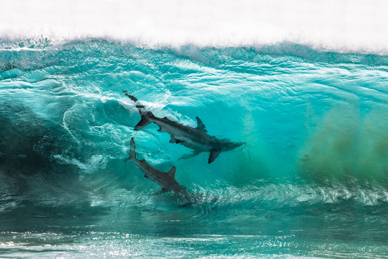 <b>Dos tiburones surfeando en una playa de Australia.</b> Segundo lugar en la categoría ‘fotógrafo de aventura’.