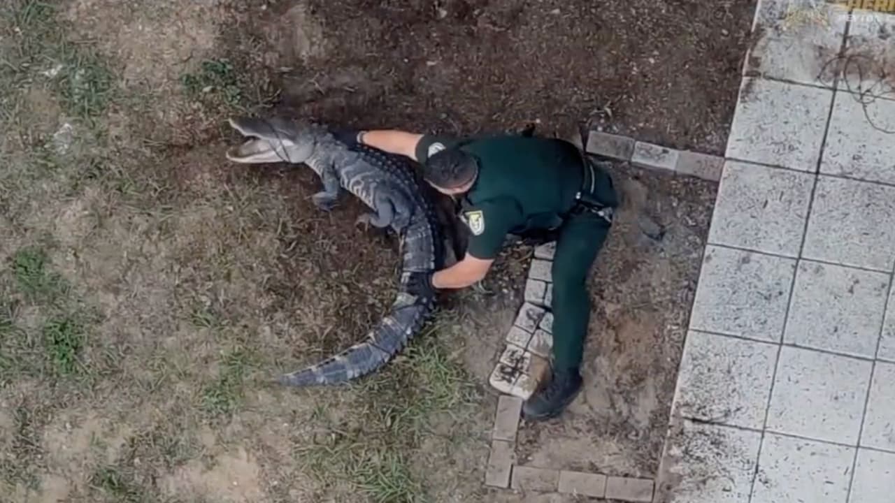 En video: dos oficiales luchan contra un caimán en el patio de una casa en Florida