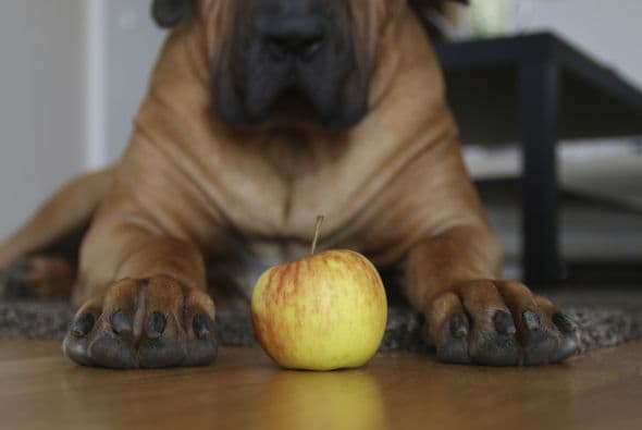Manzana. Para premiar a su mascota, Costaza utiliza cubos de manzanas porque, además de ser la fruta preferida de su perro, es accesible en cualquier estación y a buen precio.