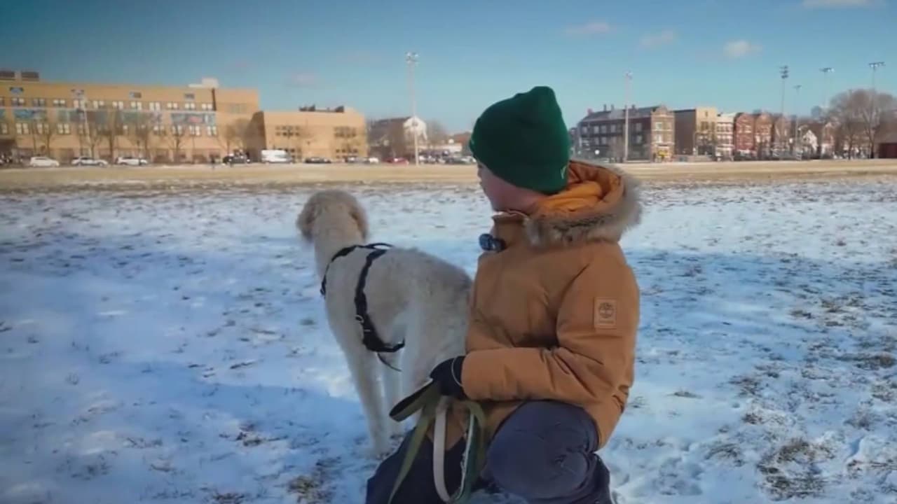 Frío mortal en Chicago: Multas y cárcel por dejar mascotas a la intemperie; consejos para protegerlas